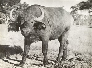 An African buffalo. An African buffalo (Syncerus caffer) confronts the camera. Northern Rhodesia