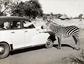 A zebra approaches a car. A driver in a stationary car holds his hand out of the window to pet an