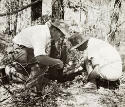 Breeding ground of the tsetse fly. Two European men crouch over a breeding ground of the tsetse fly
