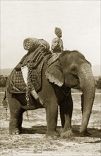 Battery division elephant. An Indian mahout (elephant handler) dressed in military uniform and