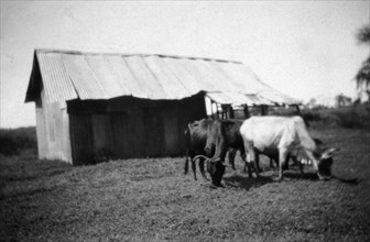 Cattle at a butcher's shop. Several long-horned cattle graze outside a small, tin building serving