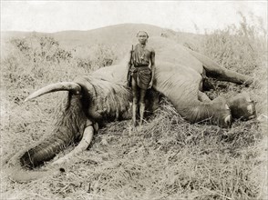 African hunter and elephant carcass. A young African man in traditional dress poses in front of a