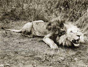A dead lion. A dead lion, posed as if snarling and ready to spring at its prey. Kenya, circa 1930.