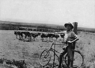 Ostrich farm. A European man stands with a bicycle in front of a flock of ostriches in a fenced
