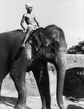 An elephant and mahout, Ceylon. A young mahout (elephant handler) wearing a turban rides an Asian