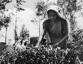 Tamil tea-picker. A young Tamil woman picks tea shoots at a tea estate in the mountains. Her