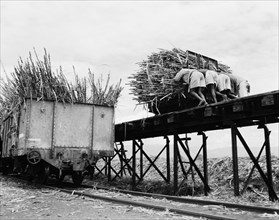 Loading sugar cane into freight cars. Four African workers push a bundle of sugar cane along a