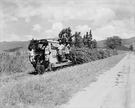 Transporting sugar cane by rail. A small railway engine bound for the Miwani Sugar Mills, pulls a