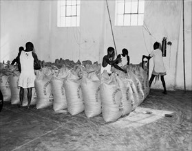 Sewing sacks in a sugar mill. African workers sew rows of sugar sacks closed at the Miwani Sugar