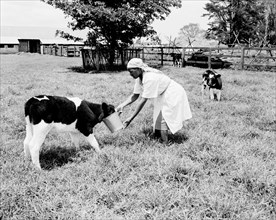 Milkmaid feeds a calf. An African milkmaid feeds a calf belonging to Colin Campbell from a bucket