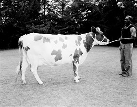 Harold Gill's cow. An African man displays a spotted dairy cow belonging to Harold Gill. Nairobi,