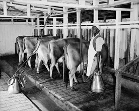Milking the Bernard's cows. Five Jersey cows belonging to the Bernard family line up in stalls