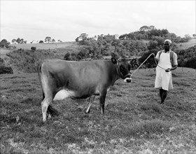 The Bernard's Jersey cow. An African man displays a pedigree Jersey cow belonging to the Bernard