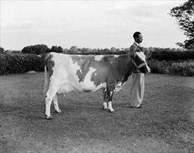 John Downey's cow. An African man displays a spotted cow belonging to the John Downey. Kenya, 4