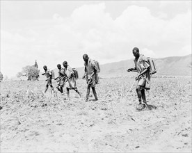 Crop spraying sugar cane. African workers employed by the Miwani Sugar Mills spray a sugar cane