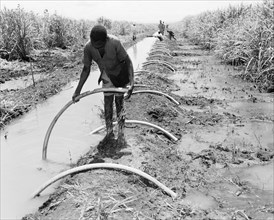 Siphoning sugar cane. An African worker siphons water from a ditch on a sugar cane plantation owned