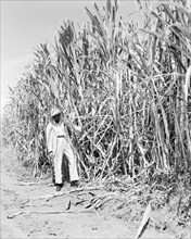 High yield sugar cane crop. A man in a suit examines a crop of high yield sugar cane at a