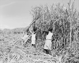 Harvesting sugar cane, Kenya. African workers cut and harvest sugar cane on the Miwani Sugar Mills
