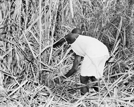 Cutting sugar cane, Kenya. An African worker cuts sugar cane on the Miwani Sugar Mills plantation.