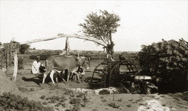 Water-raising machine. Cattle power a 'saquiya' or water-rasing machine on the outskirts of a town.