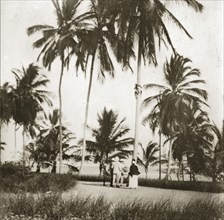 Picking coconuts in Zanzibar. An agile African man shins up the trunk of a tall tree to collect