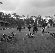 Horses and hounds. Mounted riders in hunting gear trot alongside their hunting hounds in the arena