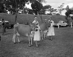 Two of Bernard's Jersey cows. Two prize-winning Jersey cows belonging to Mr Bernard are displayed