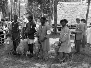 Sheep competition at the Royal Show. Four African men, each wearing an entry number on his arm,