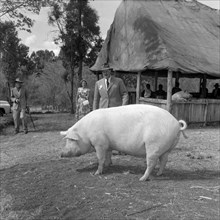 Pigs at the Royal Show. A large pig waits to be inspected by judges at the Royal Show. Kenya, 17-20