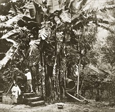Collecting water under a banyan tree. Villagers hoist water from a stone well beneath a large