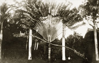 Traveller's Palm. Portrait of a Traveller's Palm (Ravenala madagascariensis), an unusual plant