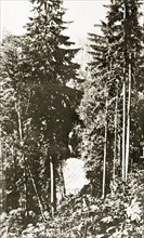 Capilano Canyon. Dense woodland in Capilano Canyon. Vancouver, Canada, 21 June-4 July 1924.