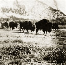 Buffalo herd. A herd of buffalo on the range. Banff, Canada, 21 June-4 July 1924. Banff, Alberta,