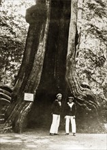 Giant hollow tree. Two sailors pose for the camera in front of a giant hollow tree in Stanley Park.