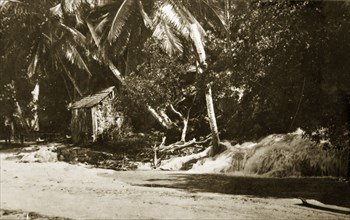 Typical Jamaican hut. A typical Jamaican hut sheltered by palm trees. Jamaica, 26-30 July 1924.