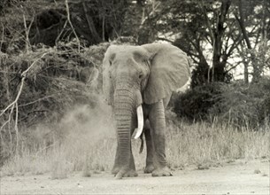 African elephant, Tanganyika. Portrait if an African bull elephant (Loxodonta africana). Tanganyika