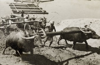 Oxen haul teak logs from a river. Several Burmese men drive a team of oxen to haul a raft of teak