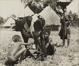 Tonga children milk a cow. Two semi-naked Tonga (Batonga) children milk a cow whose back legs are