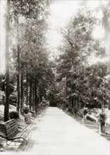 Hong Kong Zoological and Botanical Gardens. A promenade lined with benches, potted plants and tall
