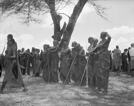 Female Maasai dancers. A group of female Maasai dancers with sticks wait to perfom at a welcoming