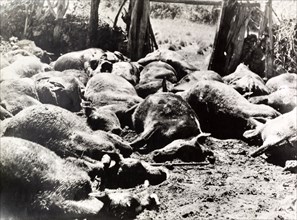 Cattle attacked by Mau Mau fighters. Carcasses of dead cattle litter a yard on a European settler's