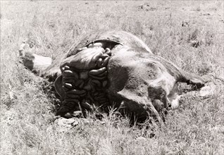 Carcass of a cow killed by Mau Mau fighters. The carcass of a disembowelled cow, slashed to death