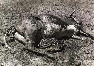Carcass of a cow killed by Mau Mau fighters. The carcass of a disembowelled cow, victim of a Mau