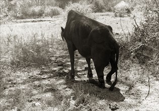 Cow hamstrung by Mau Mau fighters. A hamstrung cow, the victim of a Mau Mau raid, staggers on its