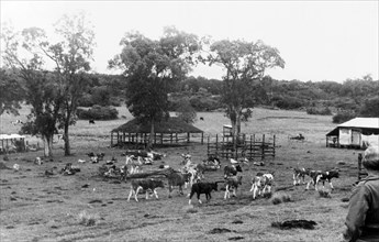 Cattle on a European settler's farm. Cattle roam freely on a European settler's farm, located in