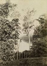 View of the Brisbane river at Witton. View through the trees of the Brisbane river at Witton, today