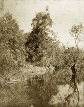Moggill creek, Australia. Dense outback vegetation on the banks of Moggill creek. Queensland,