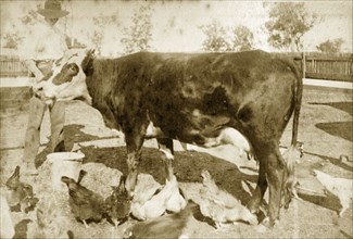 Cow on a Queensland smallholding. A settler feeds his cow 'Polly' and a brood of chickens at a