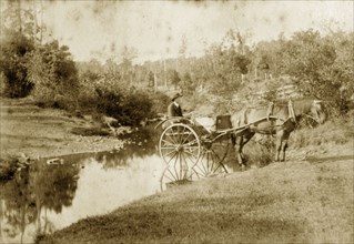 Horse-drawn buggy in the outback. A man in a bowler hat drives a two-wheeled horse-drawn buggy