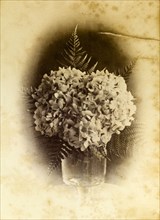 Hydrangea with ferns, Australia. Sepia portrait showing an arrangement of hydrangea flowers and